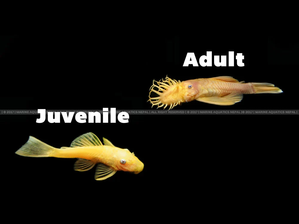 juvenile-adult-split-shot_1fd47adc-c4f3-4584-ad10-fcb9ec949a14_1024x1024-original