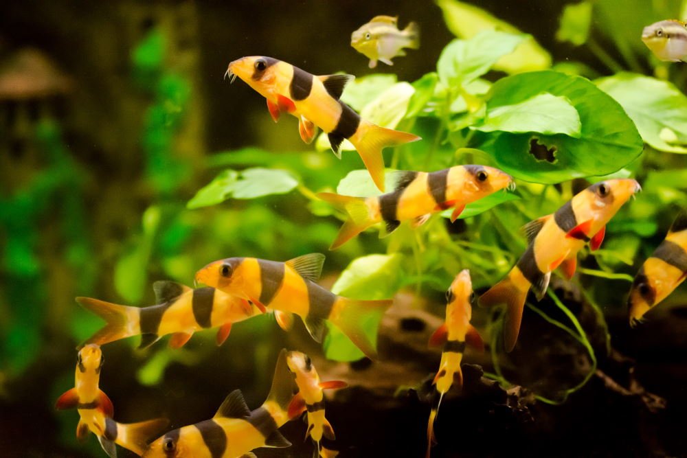 juvenile_clown_loaches_in_planted_tank (1)