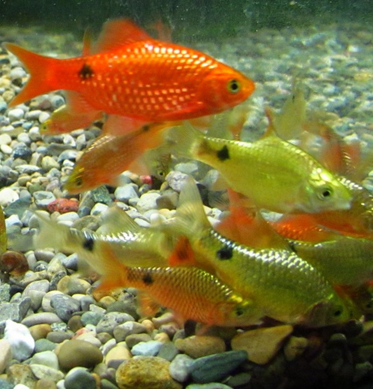 neon_rosey2__07420.1558283001