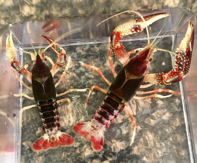 1074577-04ba639ac034e2b74cc82db3d6c9a1cf