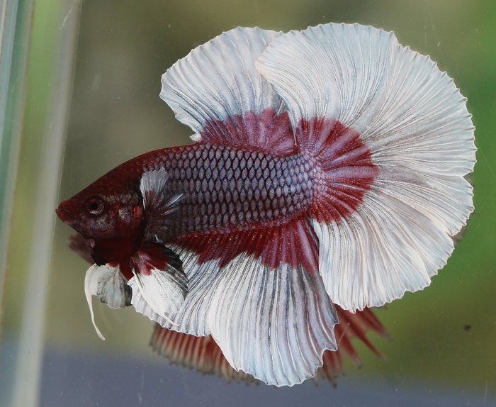 2a3638792fac36454e703271daba6e30