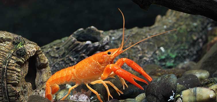 370_the_orange_dwarf_crayfish