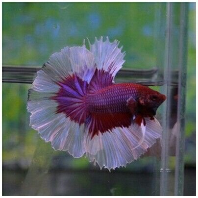 3fbb03bfdfe089f935827a406f71720d