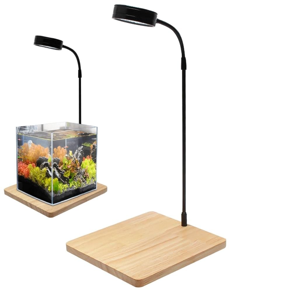 61nDQZCBGAL._UF1000,1000_QL80_