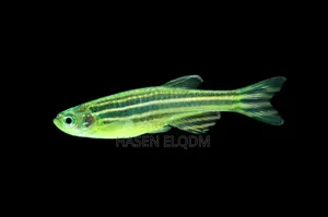 8114079_MzAwLTE5OS1iYTI0YTNhZTYw