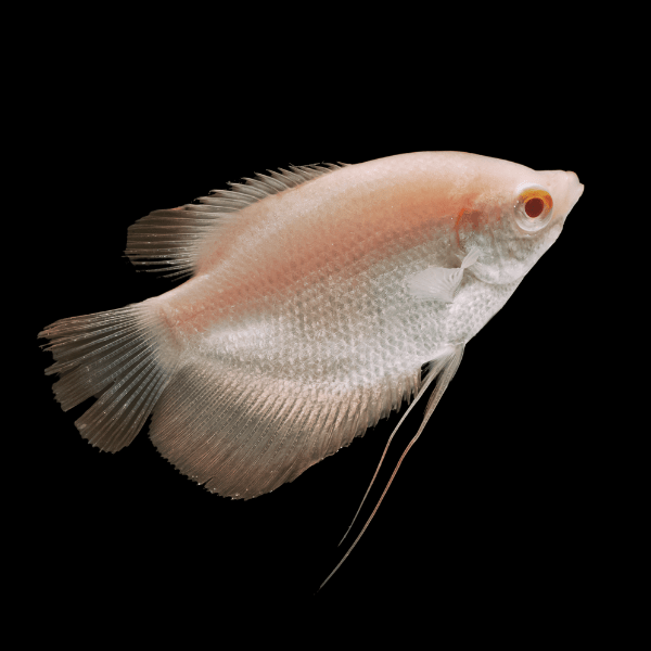 Albino-Giant-Gourami-