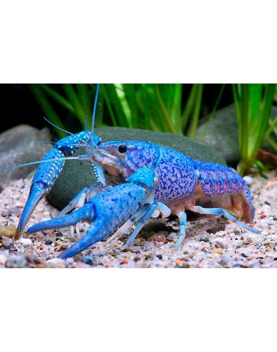 BLUE LOBSTER-910x1155