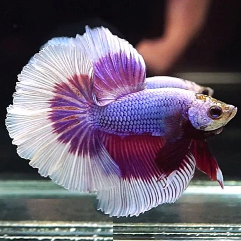 Betta-Lavender-Butterfly-Halfmoon