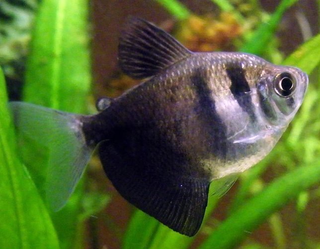 Black-Skirt-Tropical-Tetra