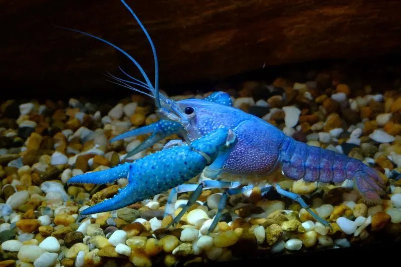 Blue_Crayfish
