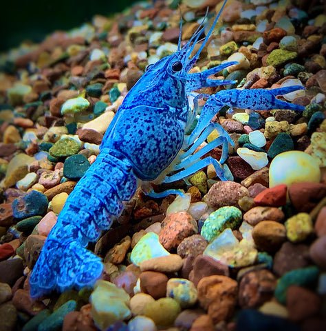Blue_crayfish_480x480