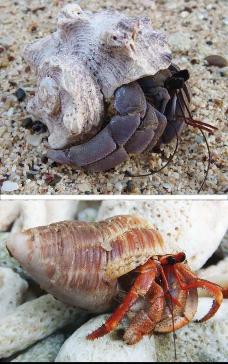 Coenobita-Violascens-–-Detailed-Guide-Care-Diet-and-Breeding-young-and-mature