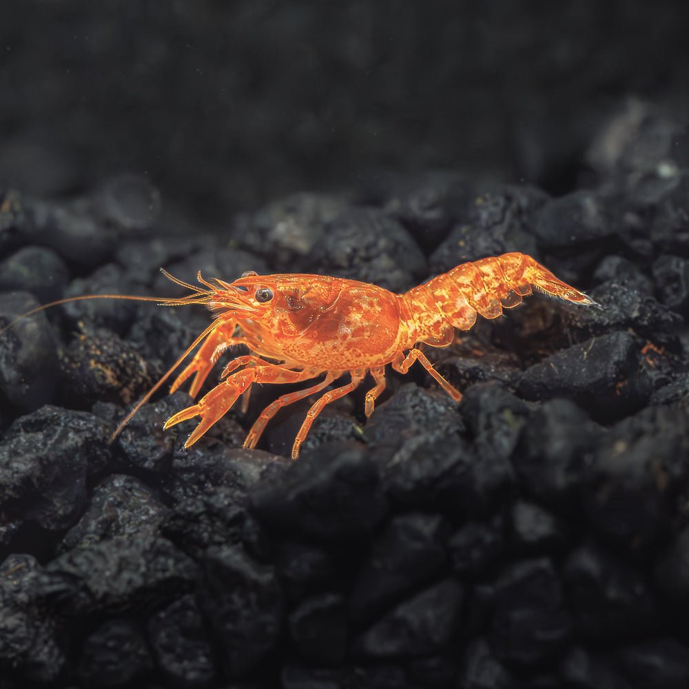 FA-Crayfish-DwarfOrange-M1W424_1200x