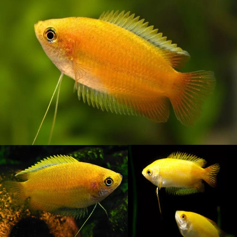 Gourami-Honey-Gold
