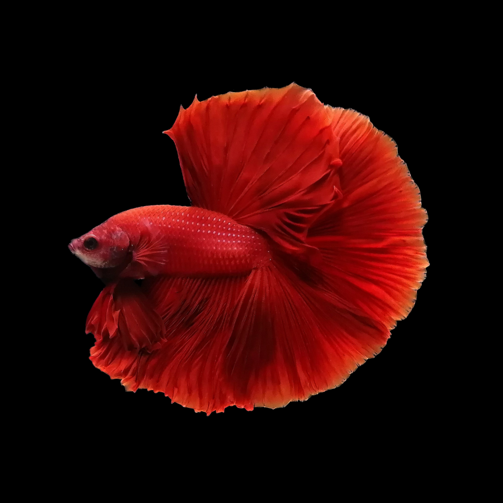 HalfmoonRedBettaFish_48ccfb8b-3d79-4500-9184-4337ef5ee1fc