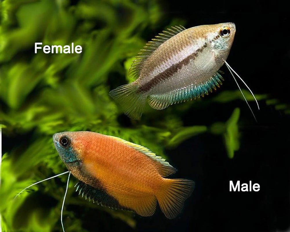 Honey-Gourami