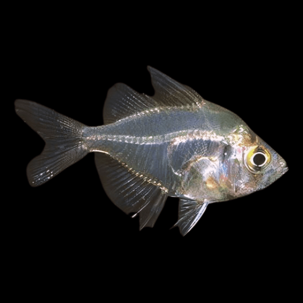 Indian-Glass-Fish-Parambassis-Ranga