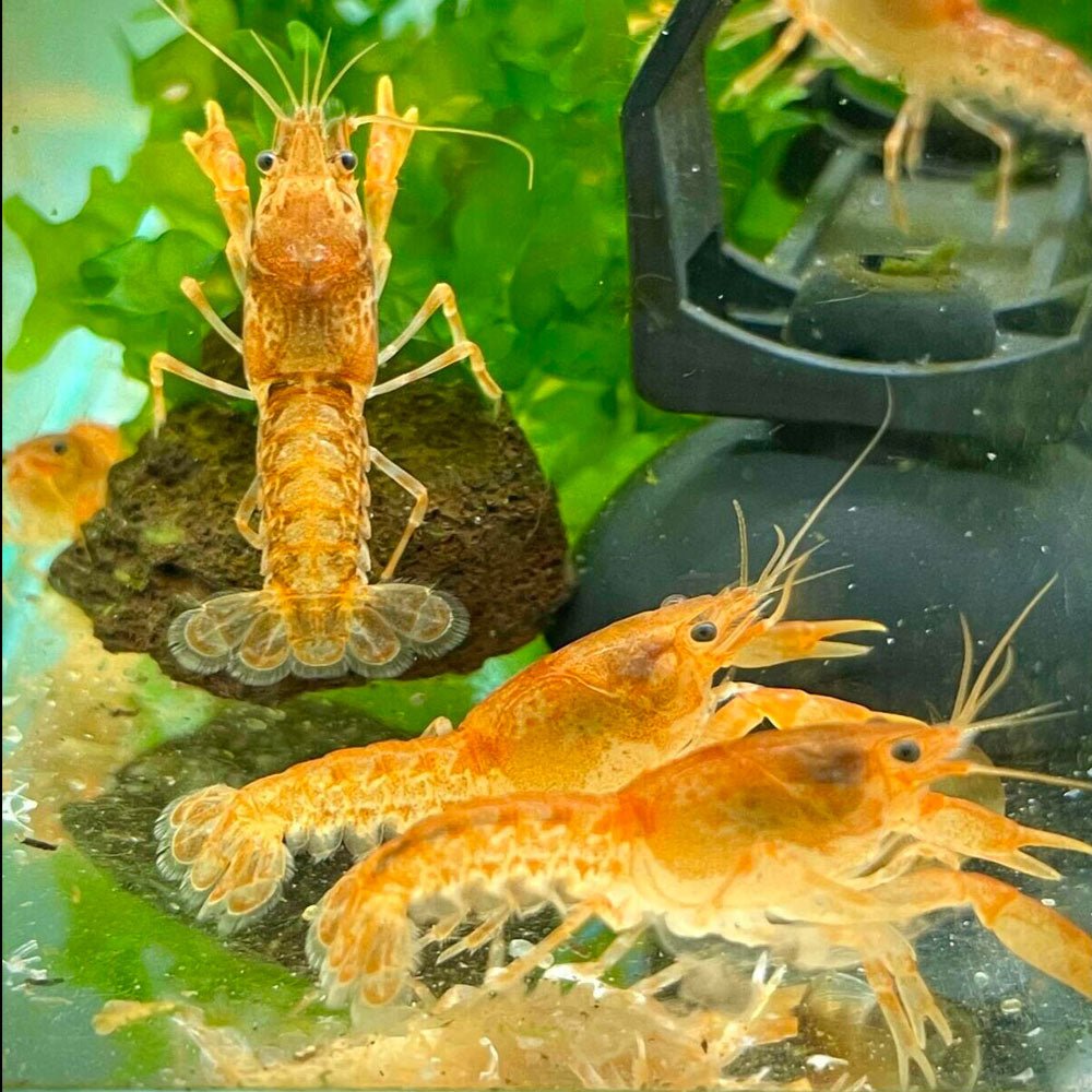 Orange-Mexican-Dwarf-Crayfish-1