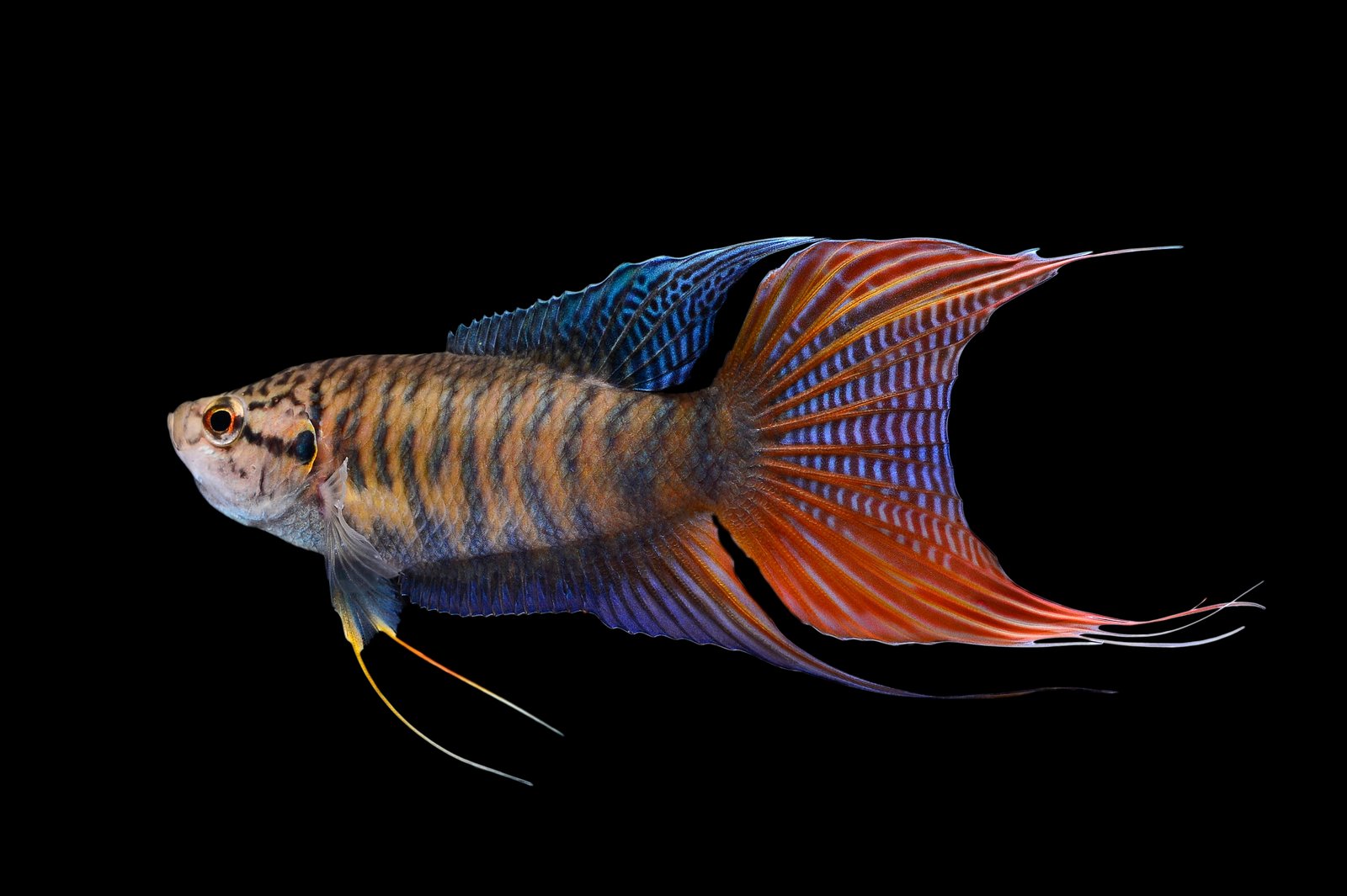 Paradise fish, or Macropodus Opercularis, isolated on black background