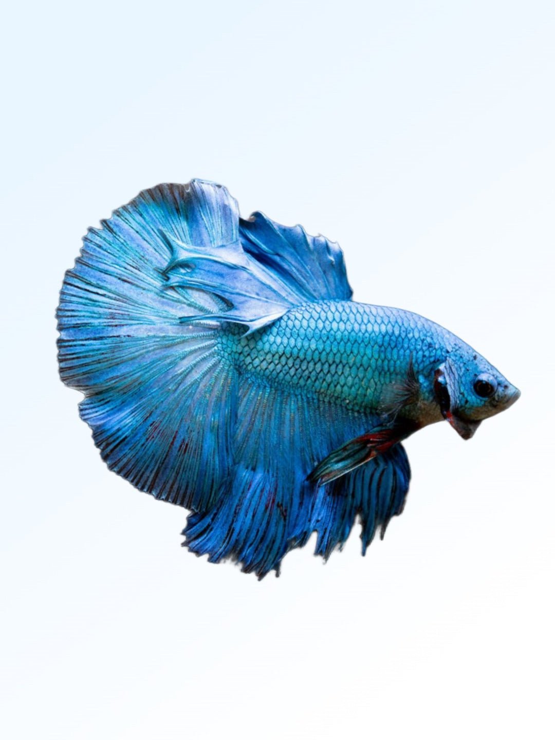 Picsart_25-09-13_15-32-50-691_1080x