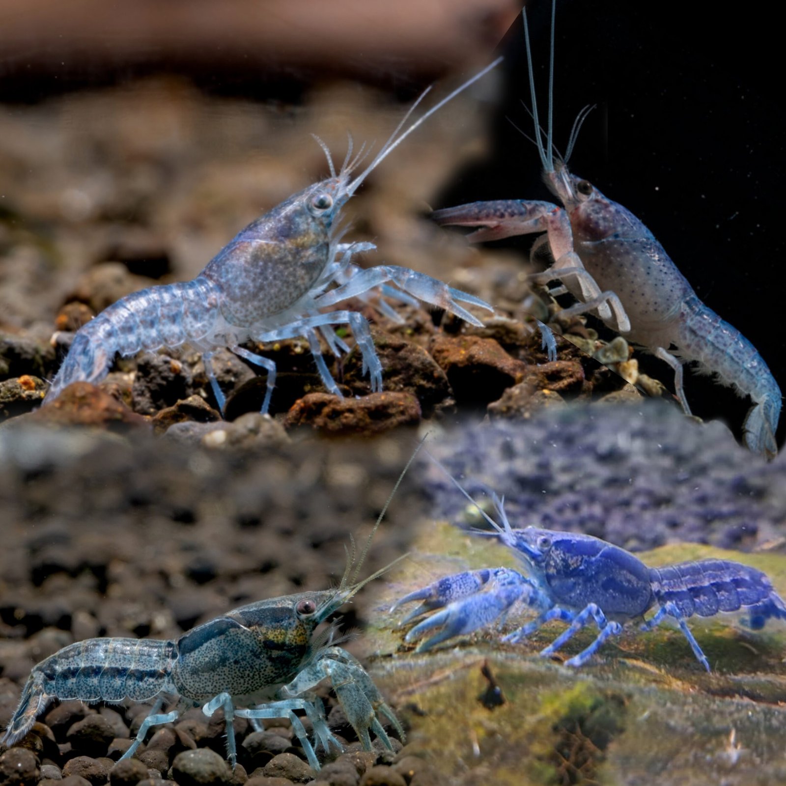 Picsart_25-10-12_23-43-27-195