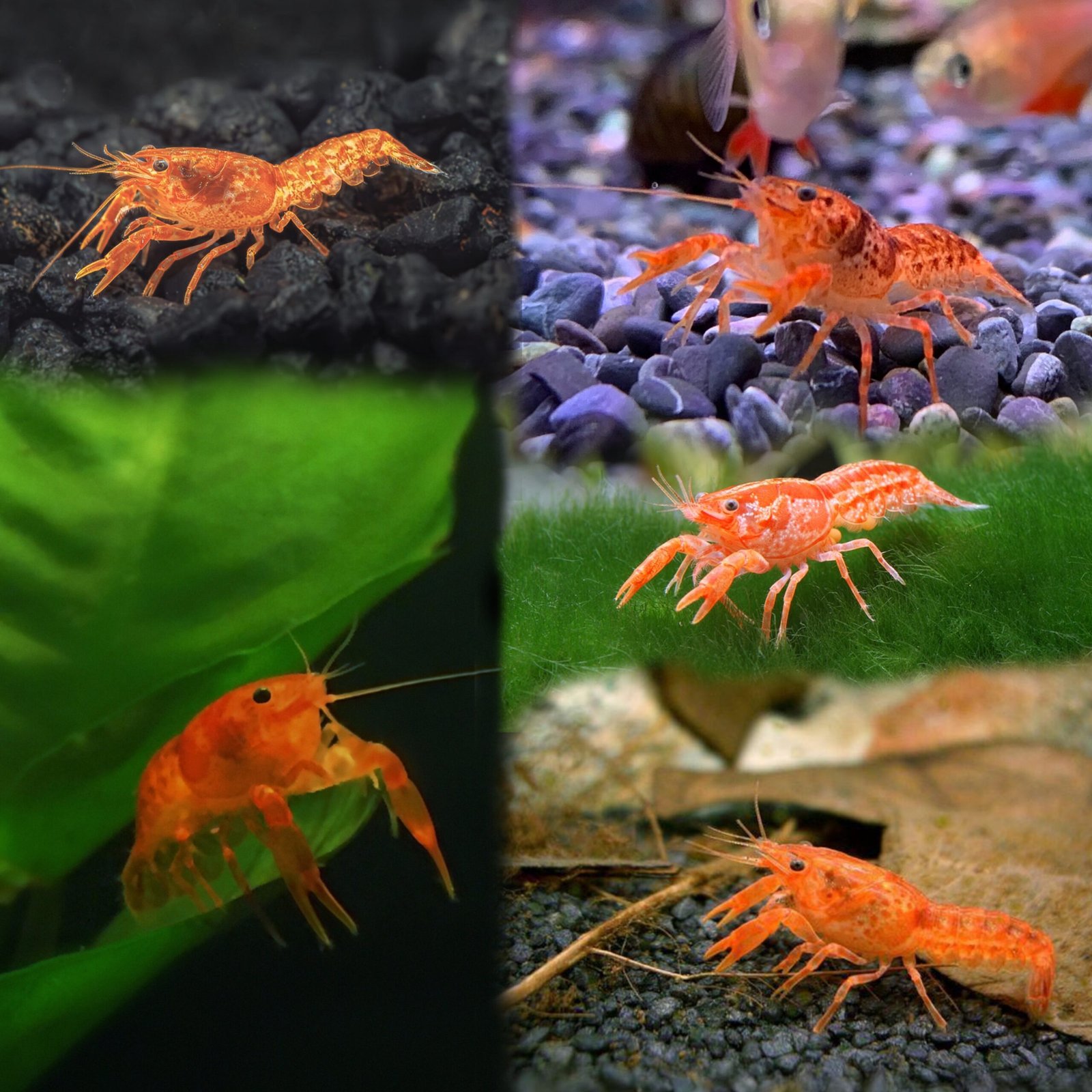 Picsart_25-10-12_23-50-55-817