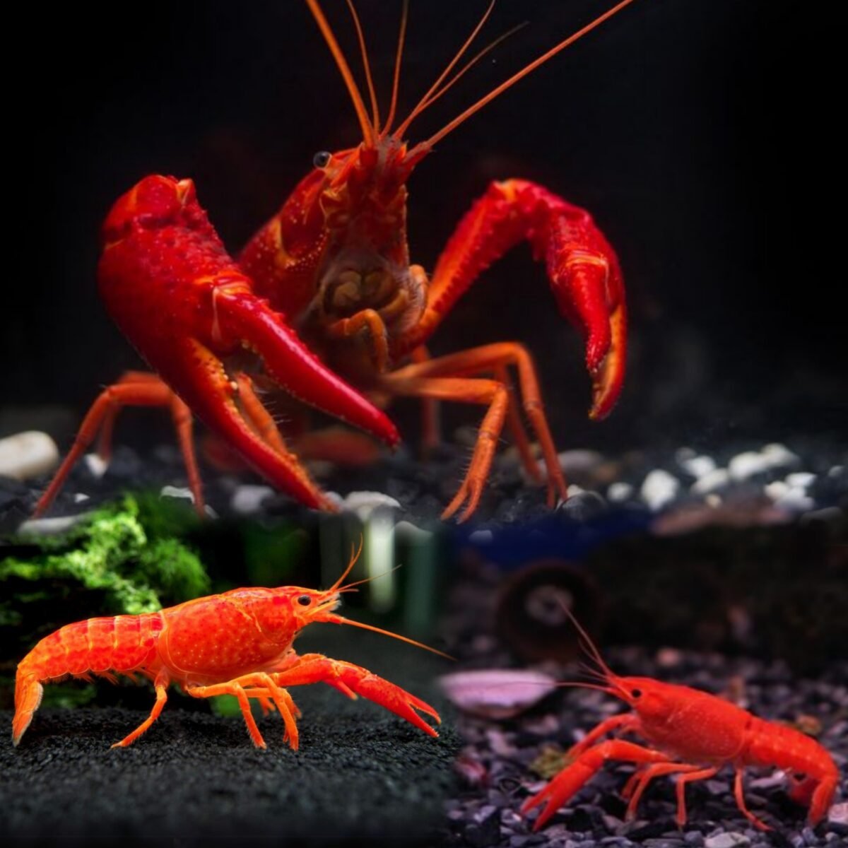 (UB) Red Crayfish (Procambarus clarkii) – SNK Aqua Pets | Live Aquarium ...