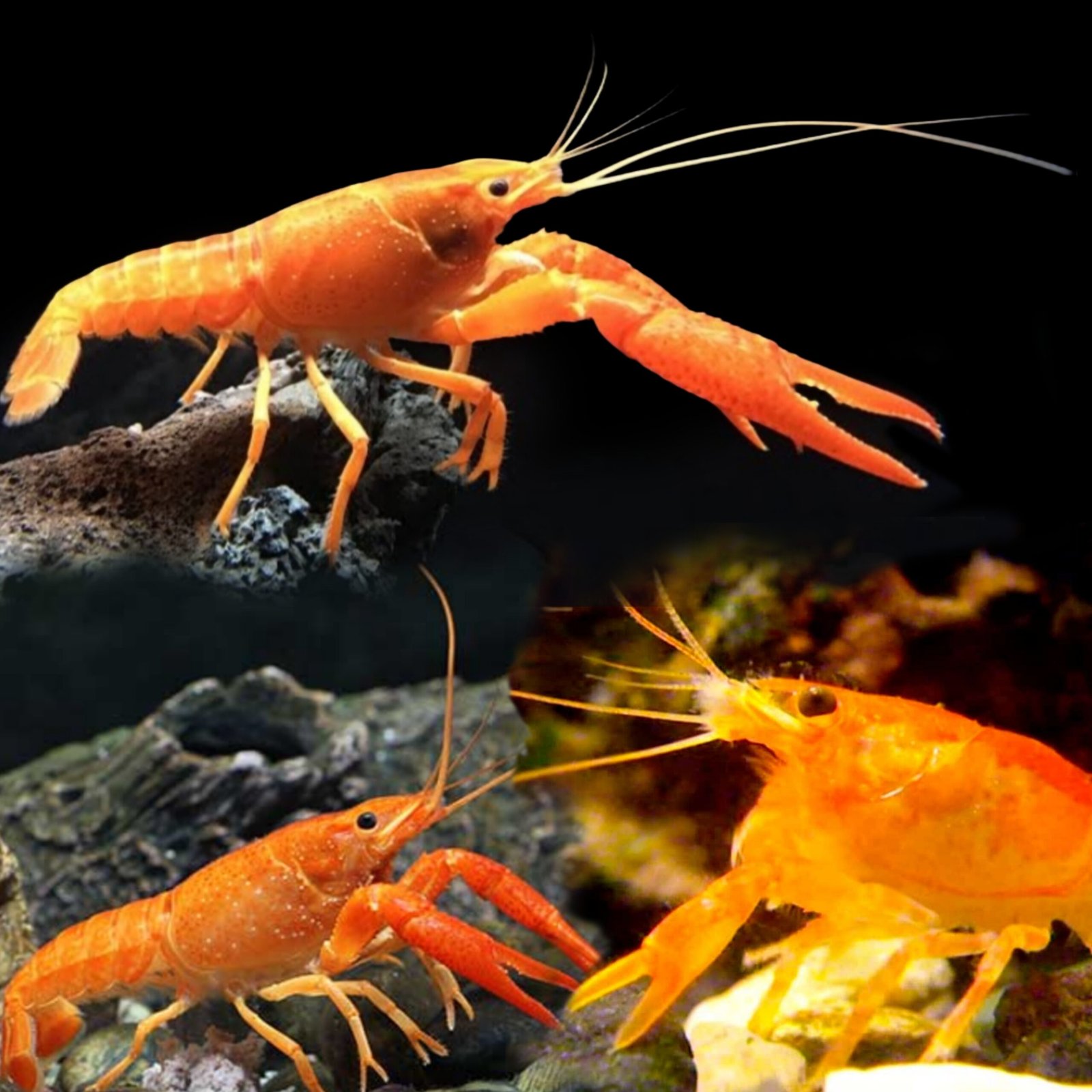 Picsart_25-10-13_00-02-07-869