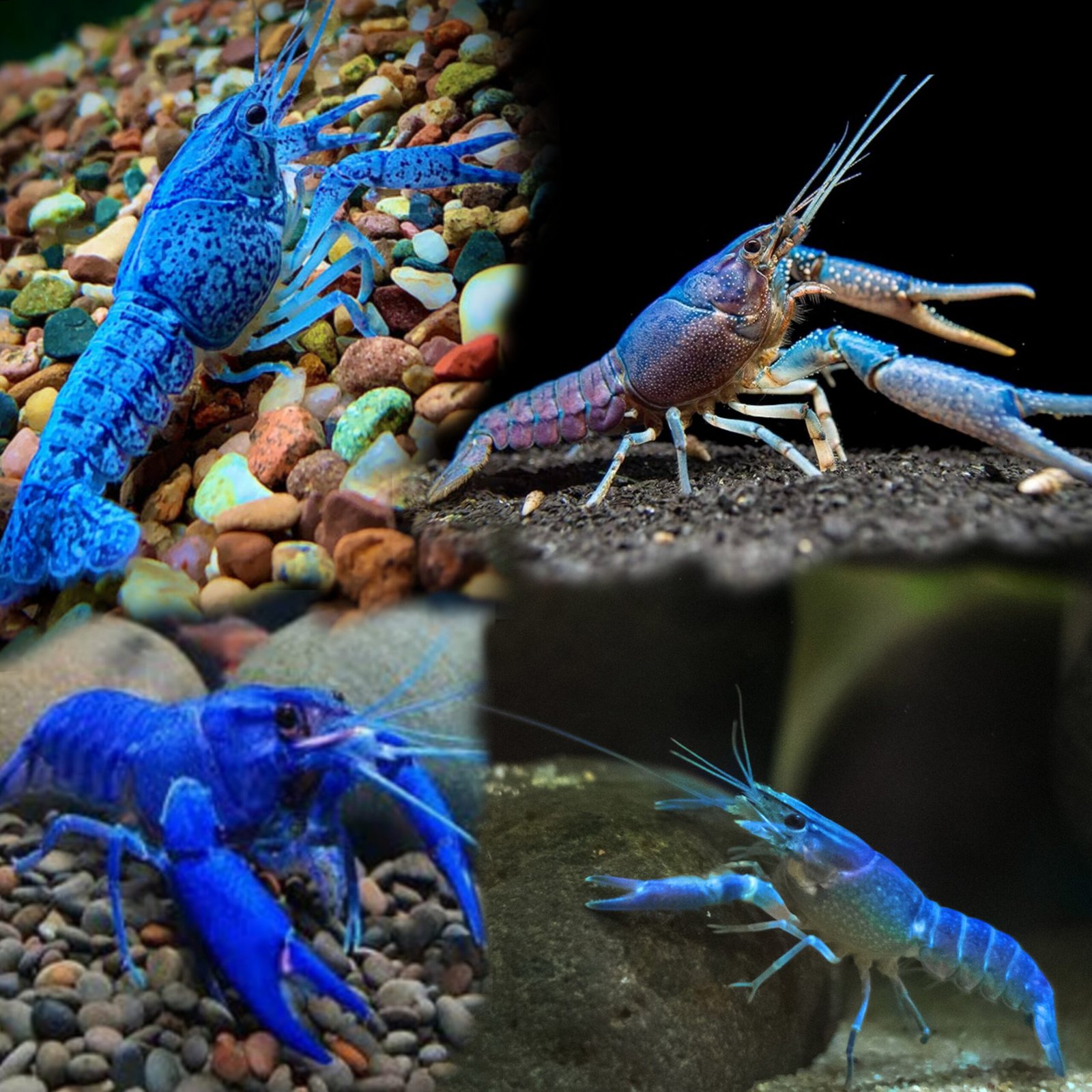 Picsart_25-10-13_00-08-00-537