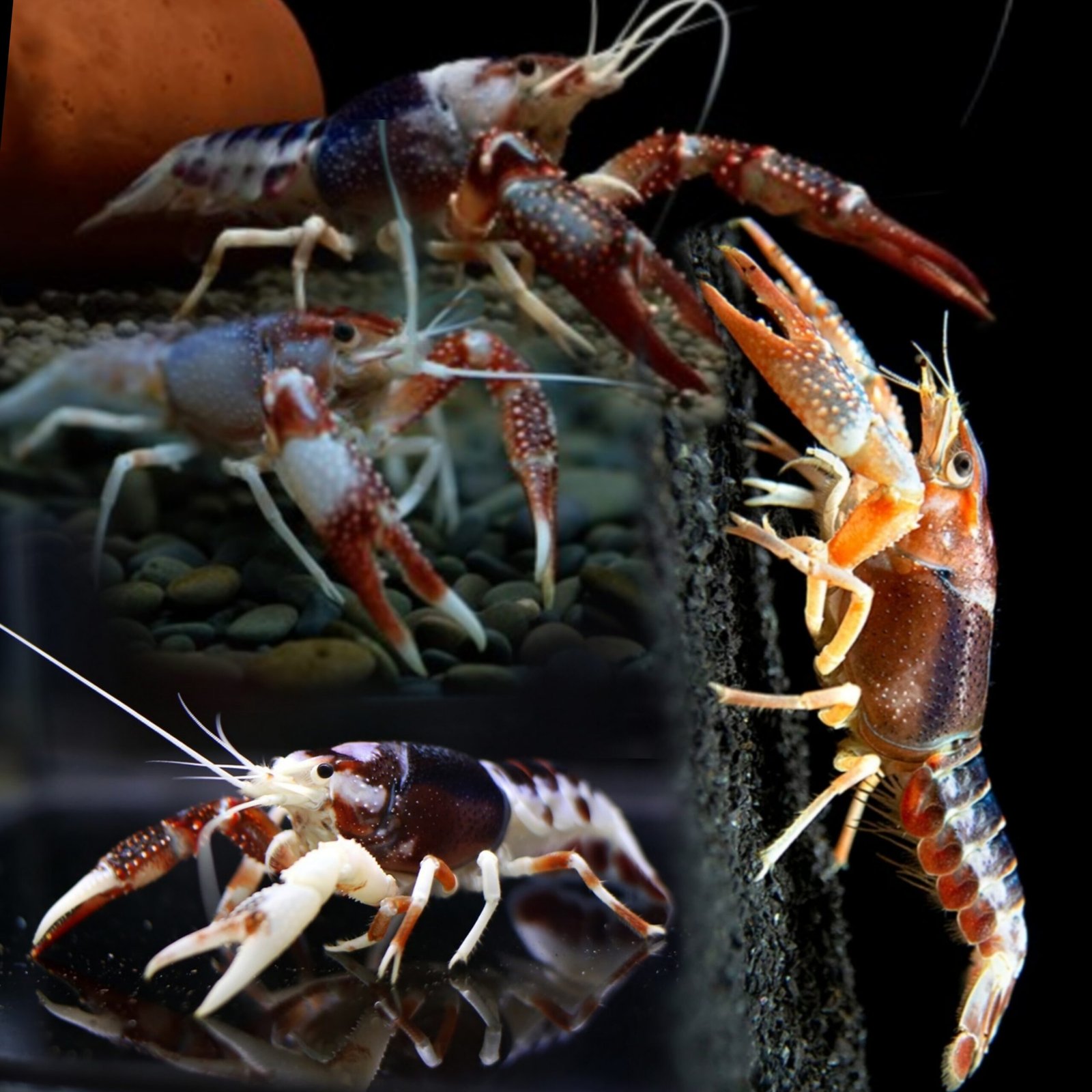 Picsart_25-10-13_02-09-32-639