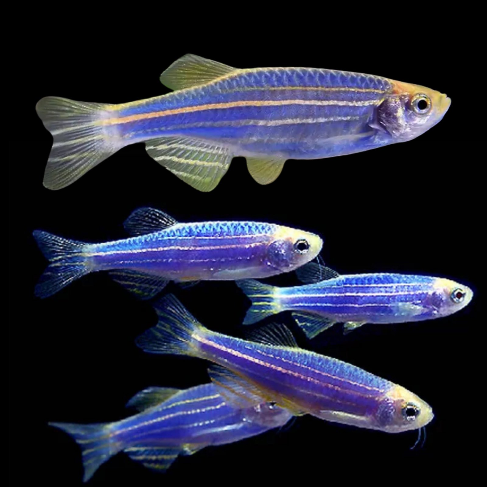 Picsart_25-10-19_23-44-14-602