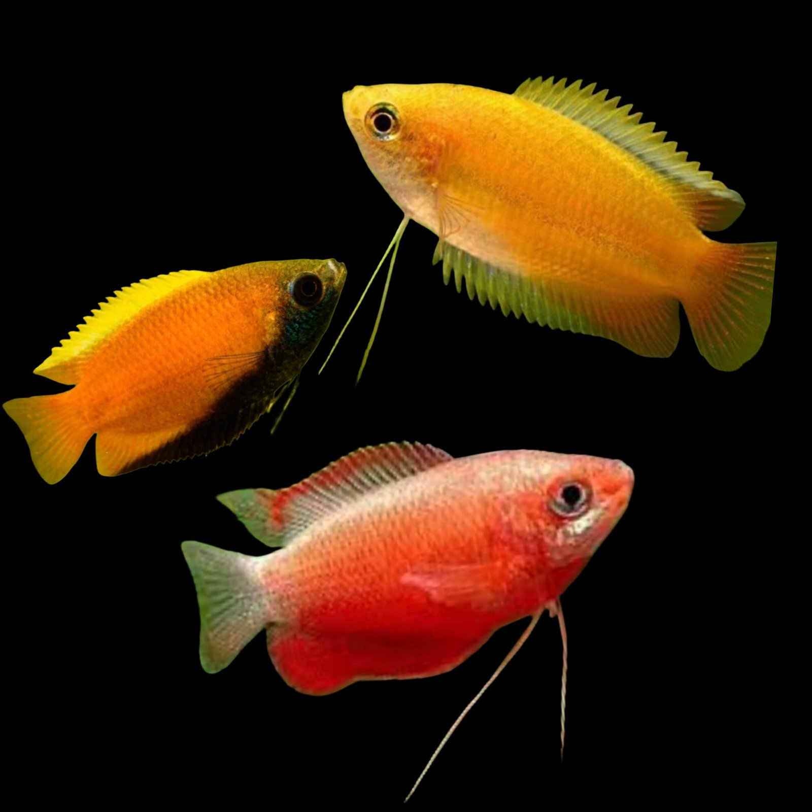 Picsart_25-10-20_11-46-01-264