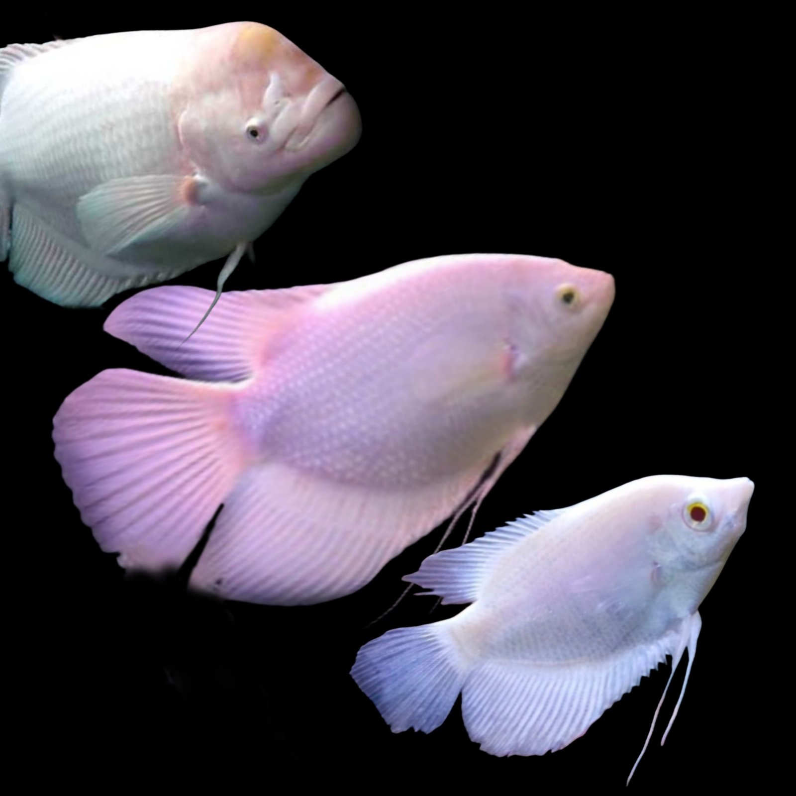 Picsart_25-10-20_12-04-56-220