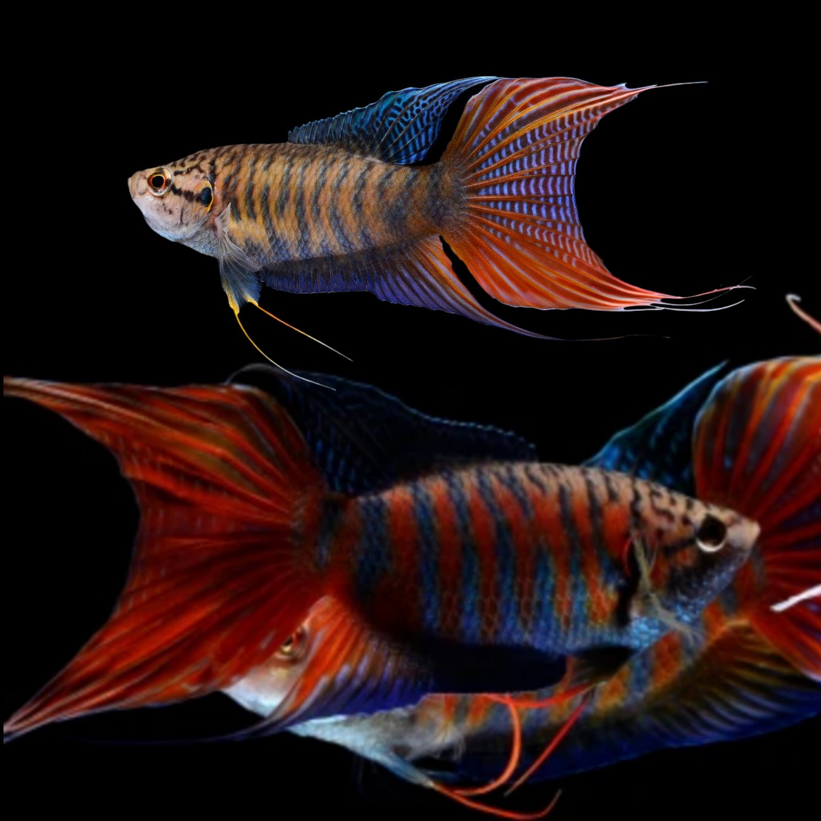 Picsart_25-10-20_12-19-34-215