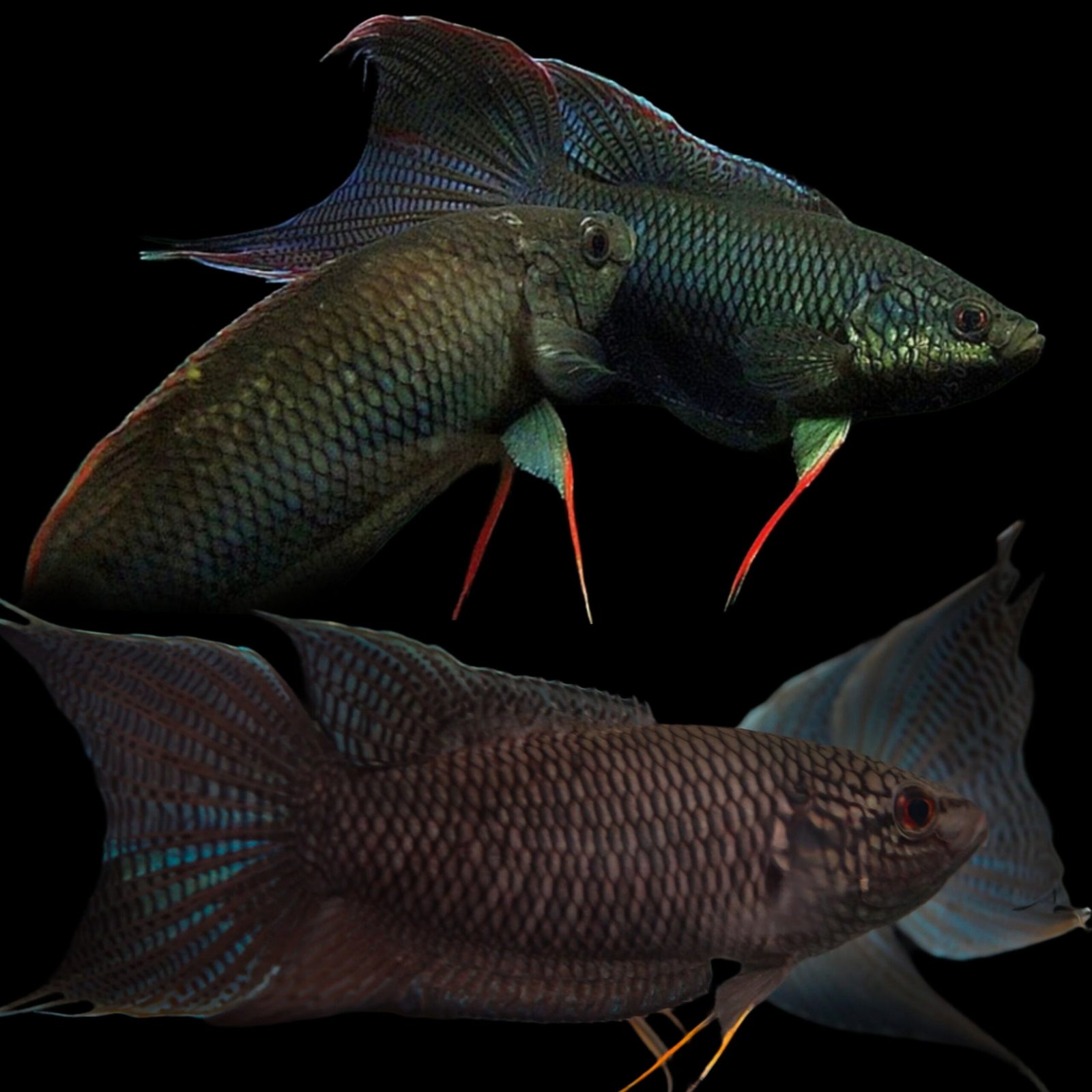 Picsart_25-10-20_12-24-58-933