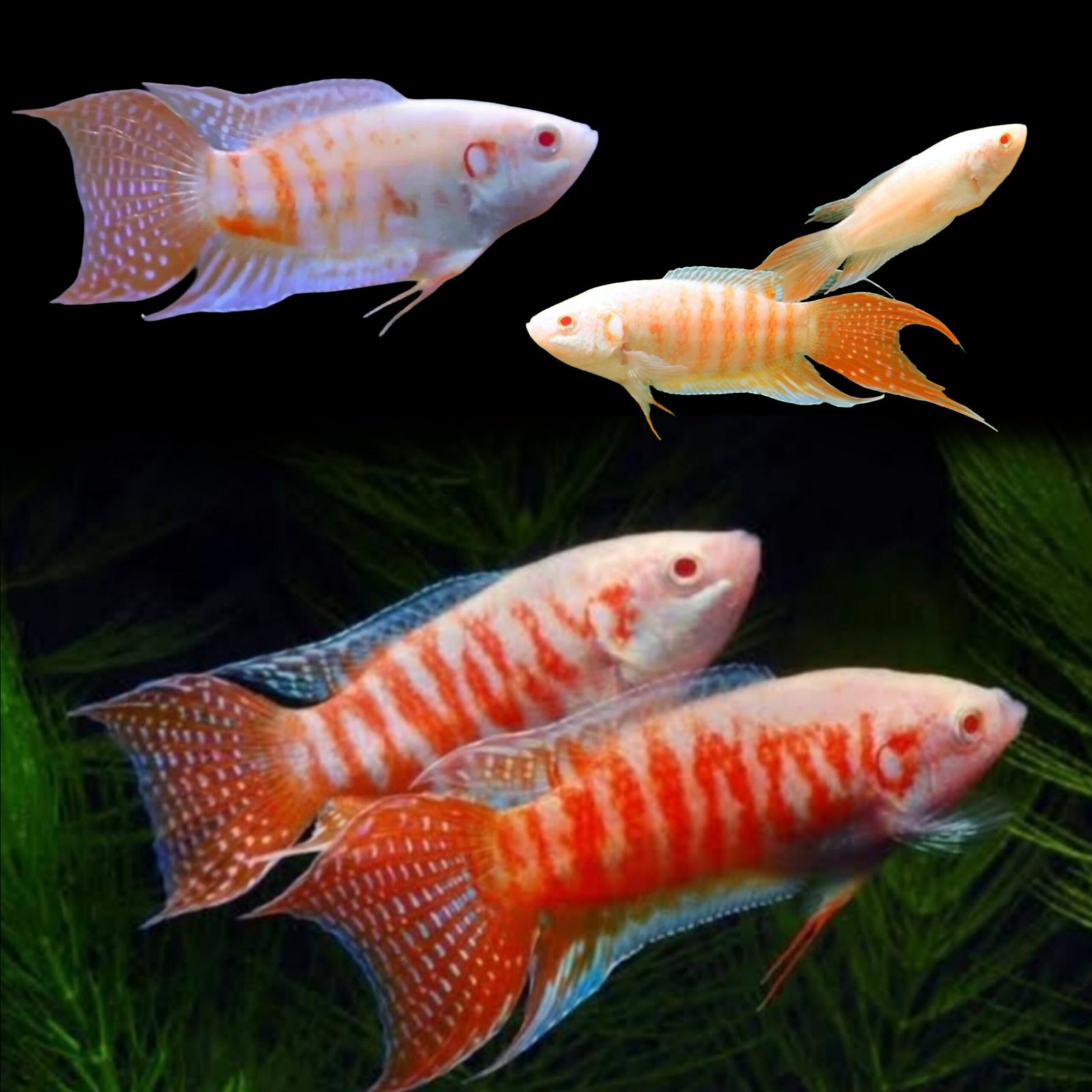 Picsart_25-10-20_12-29-10-237