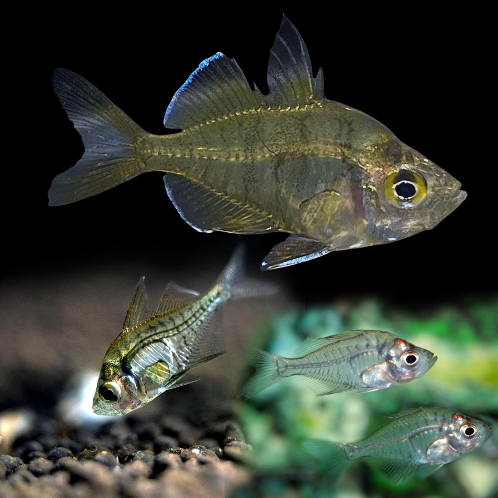 Picsart_25-10-20_12-32-51-284