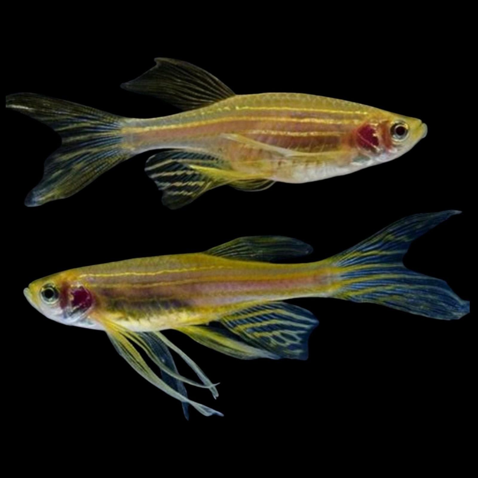 Picsart_25-10-20_13-31-31-186