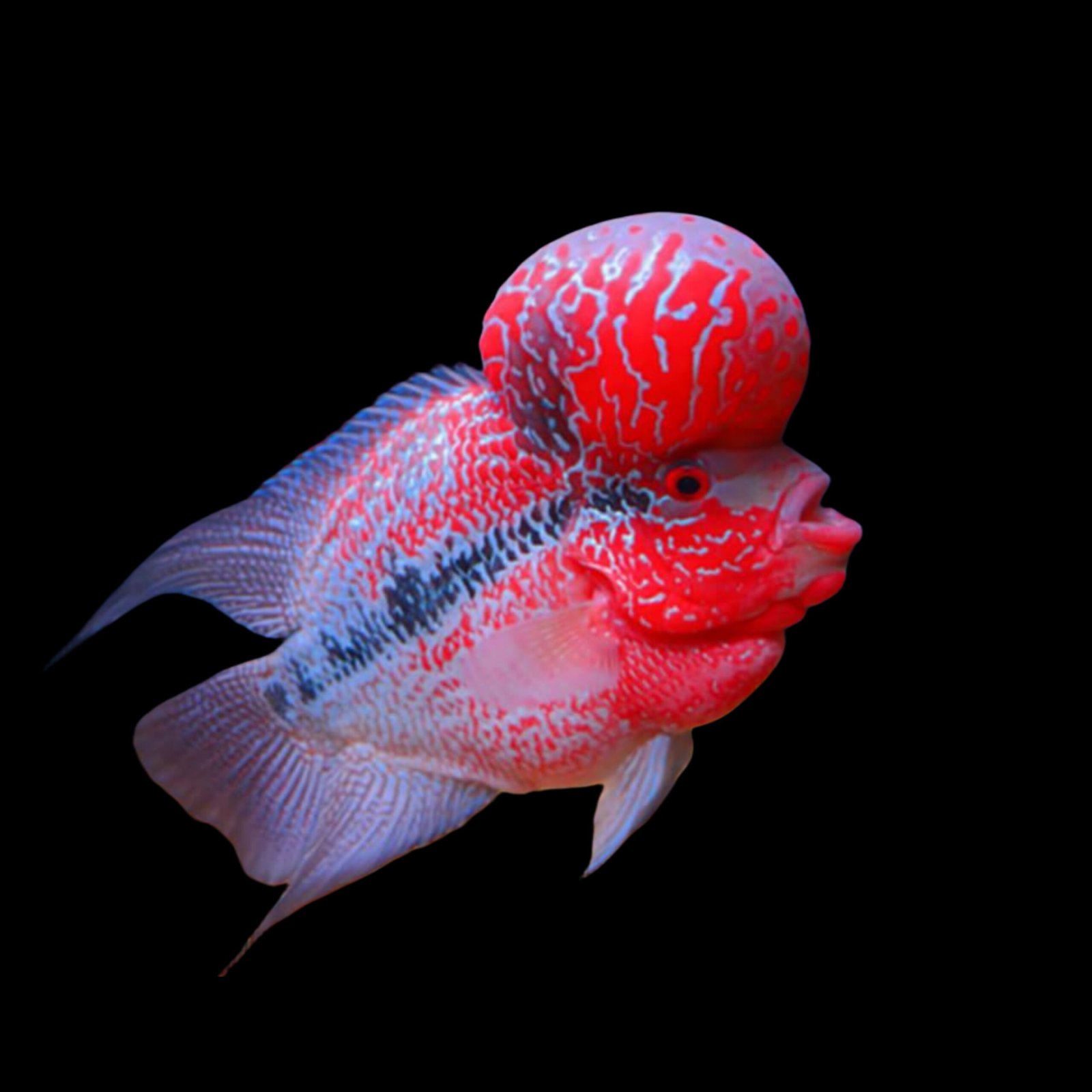 Picsart_25-10-20_13-34-55-079