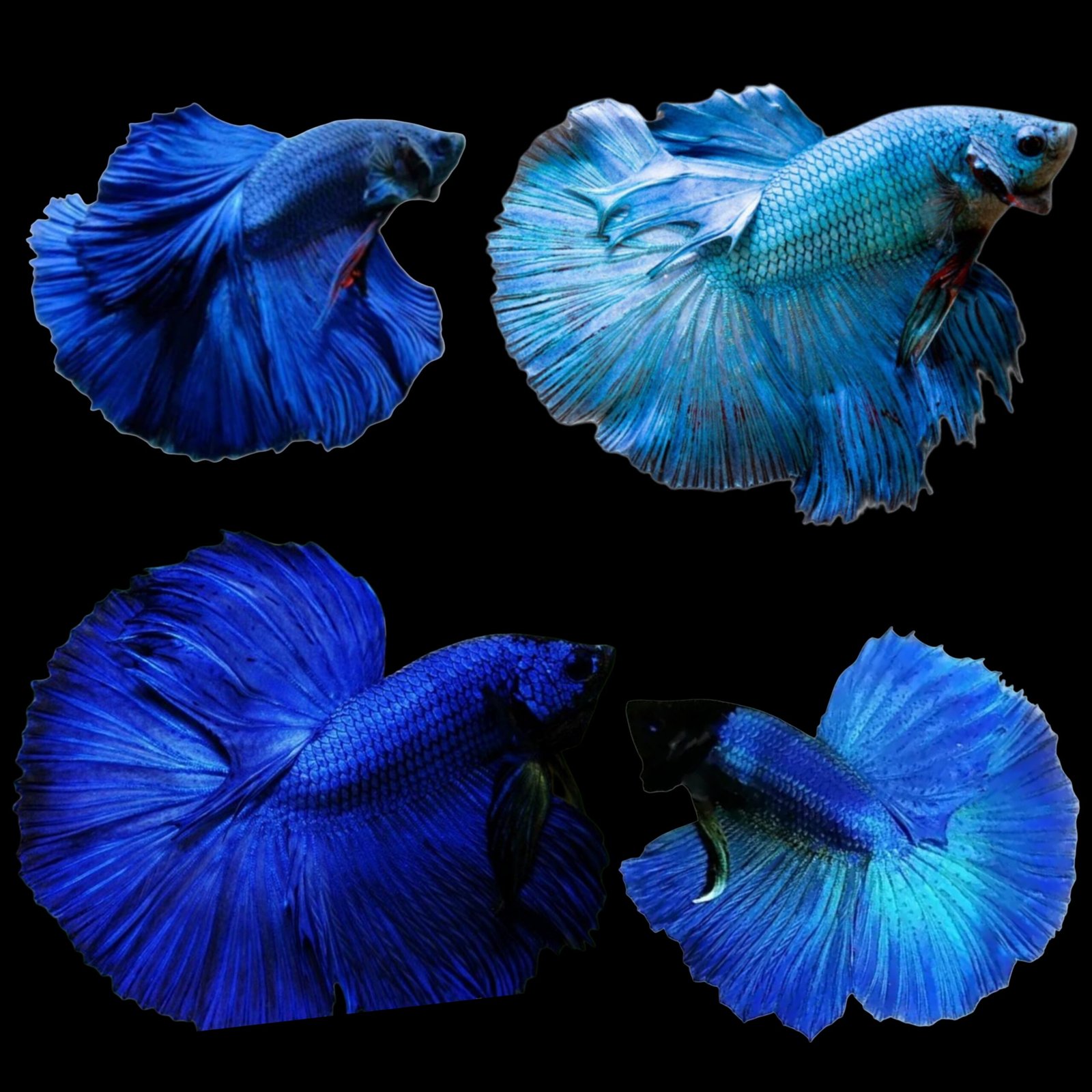 Picsart_25-10-20_14-00-00-758