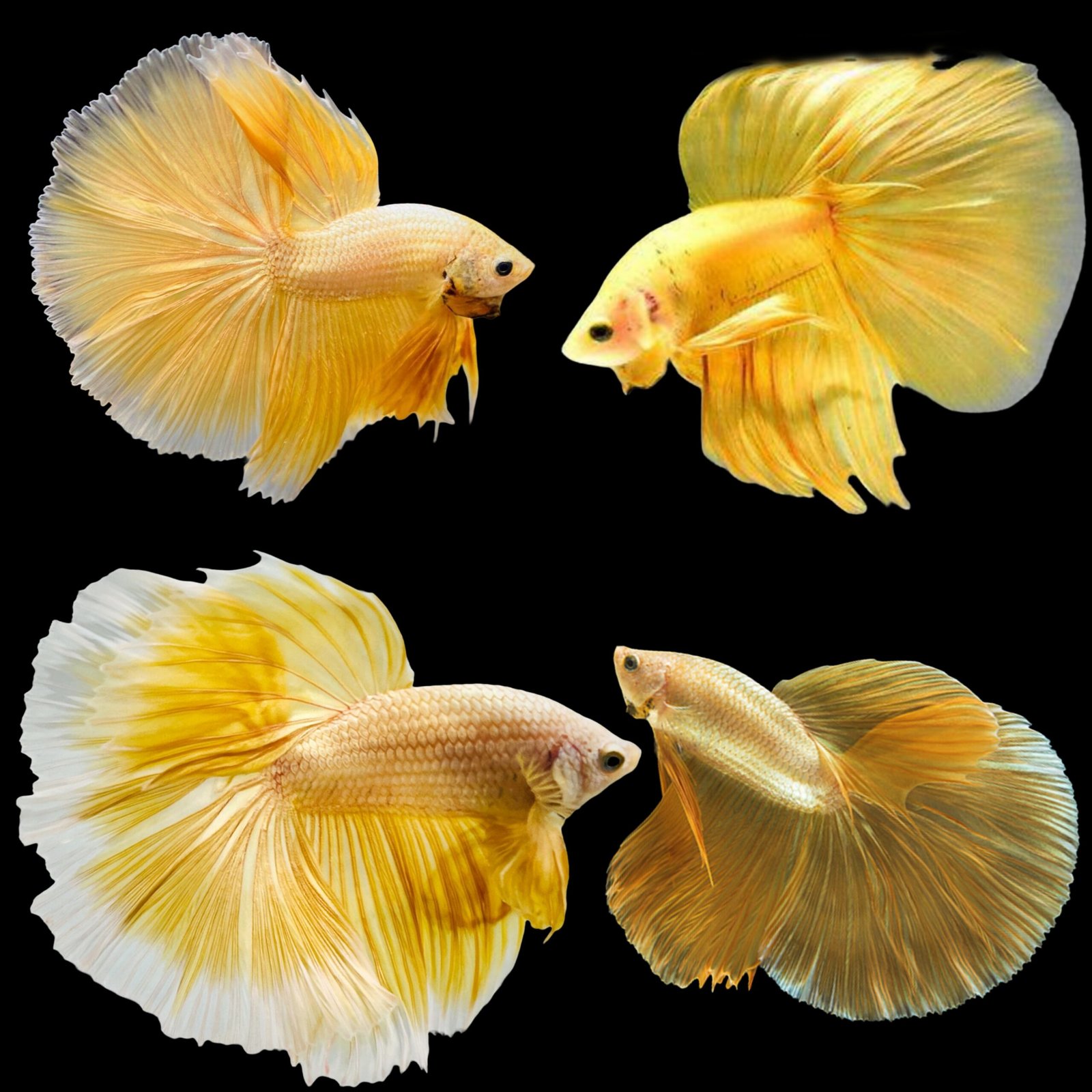 Picsart_25-10-20_14-10-22-694