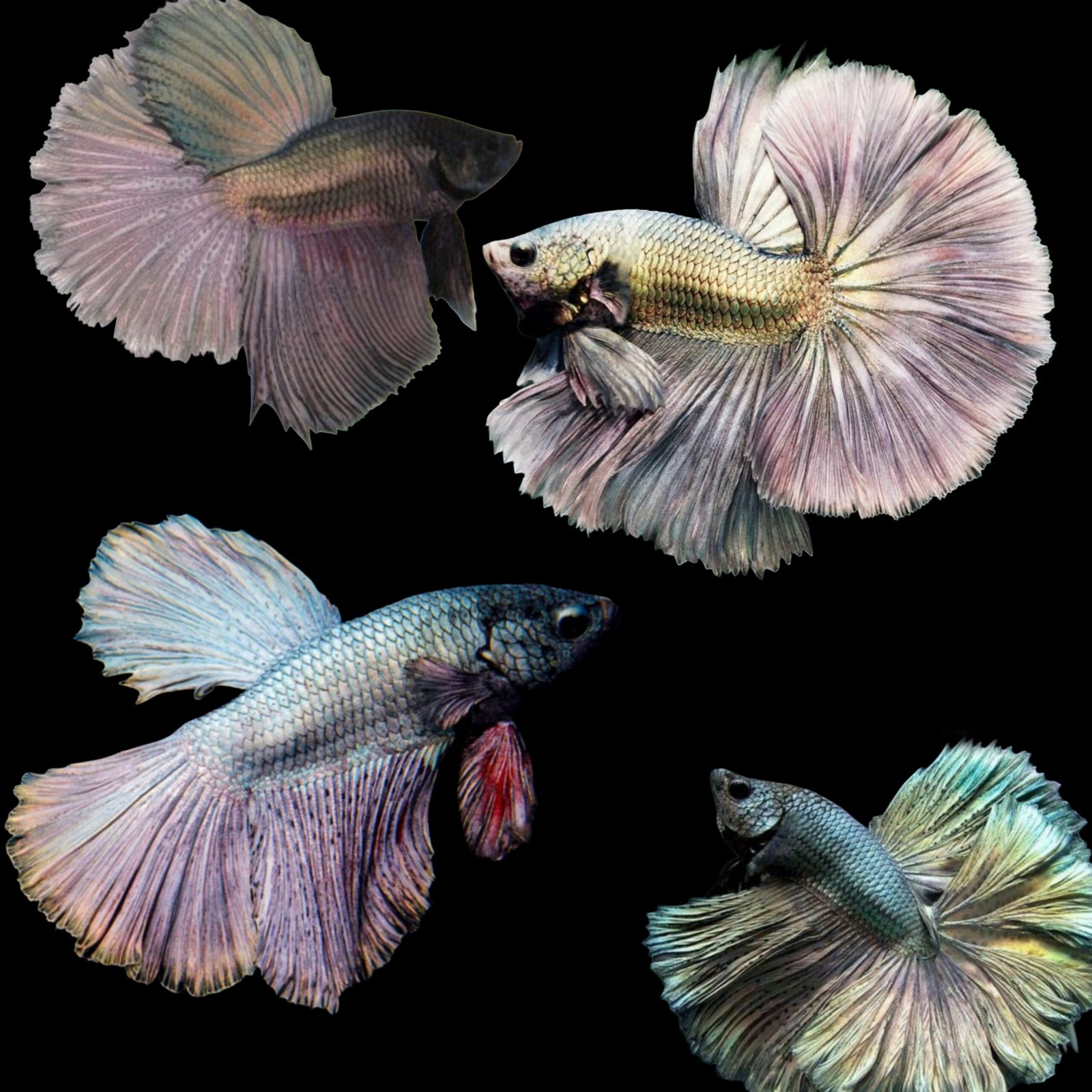 Picsart_25-10-20_14-15-57-586