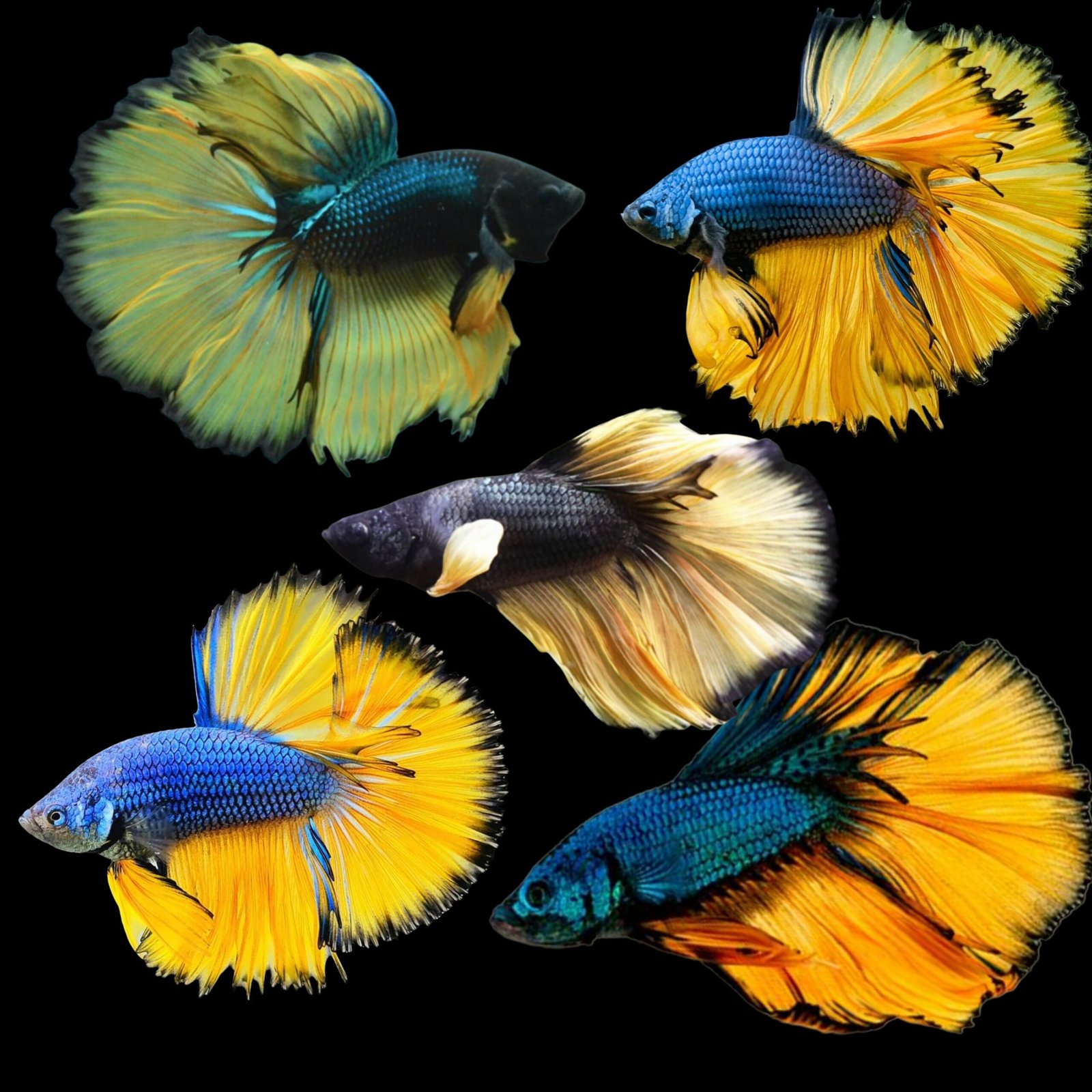 Picsart_25-10-20_14-25-50-269