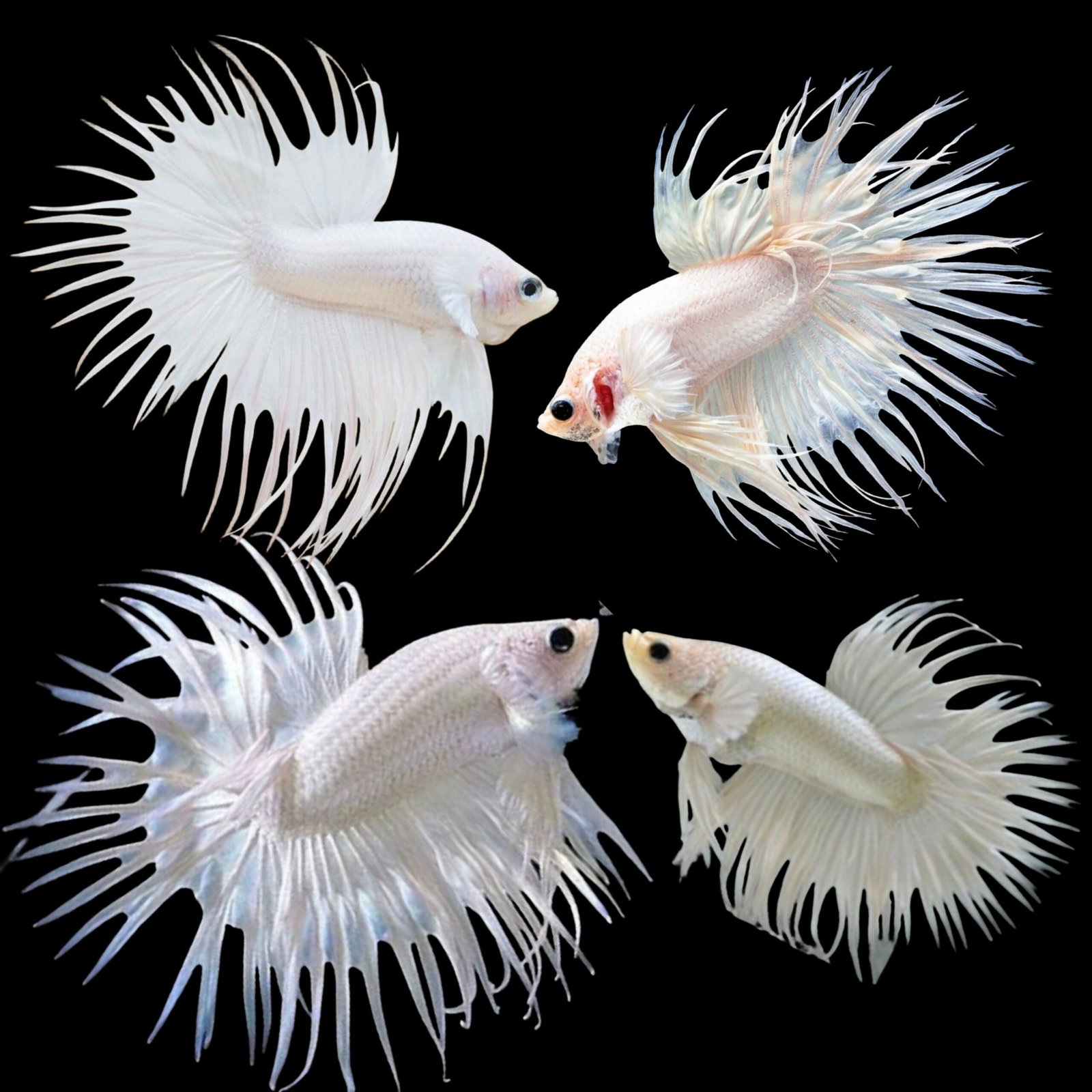 Picsart_25-10-20_15-45-48-546