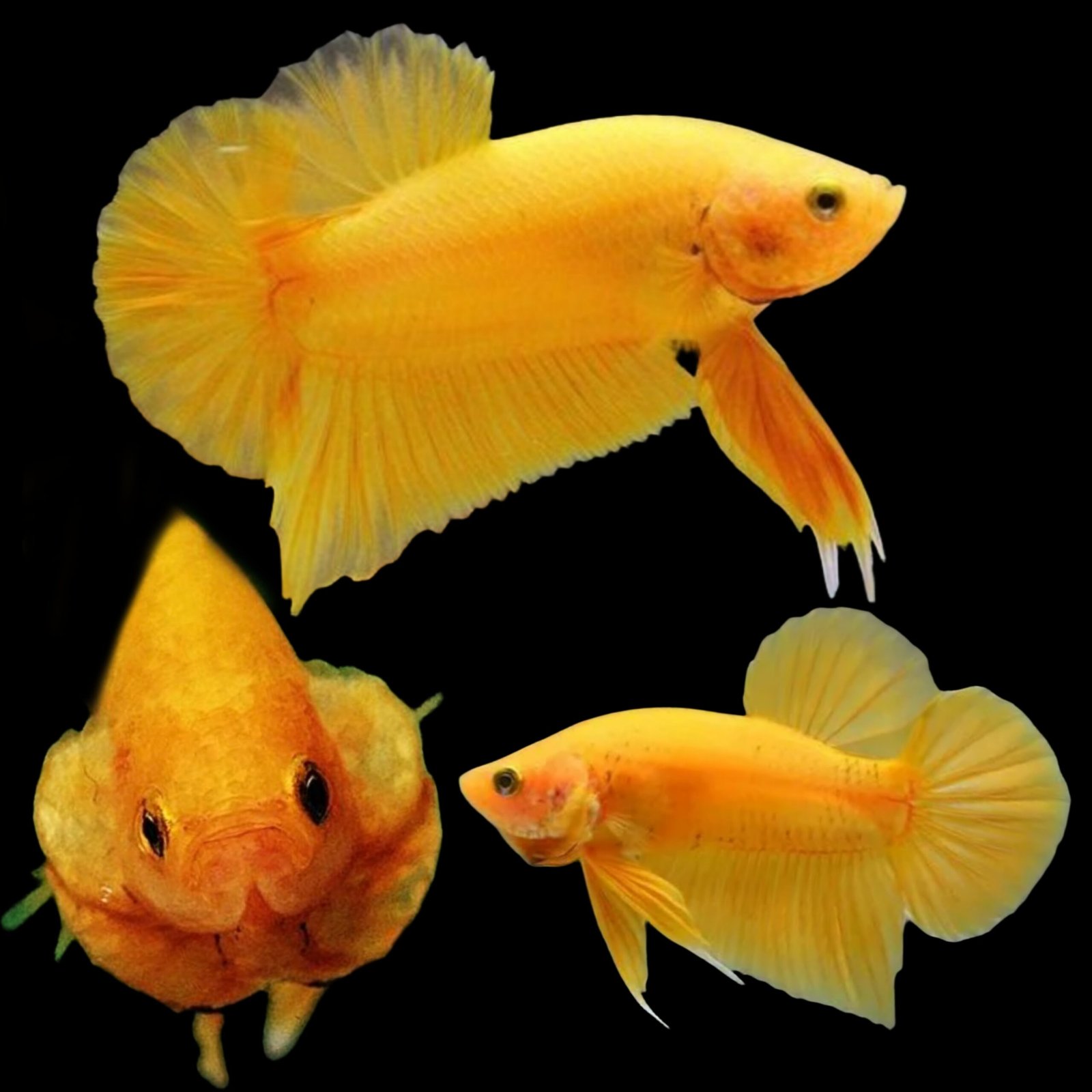 Picsart_25-10-20_16-07-54-718