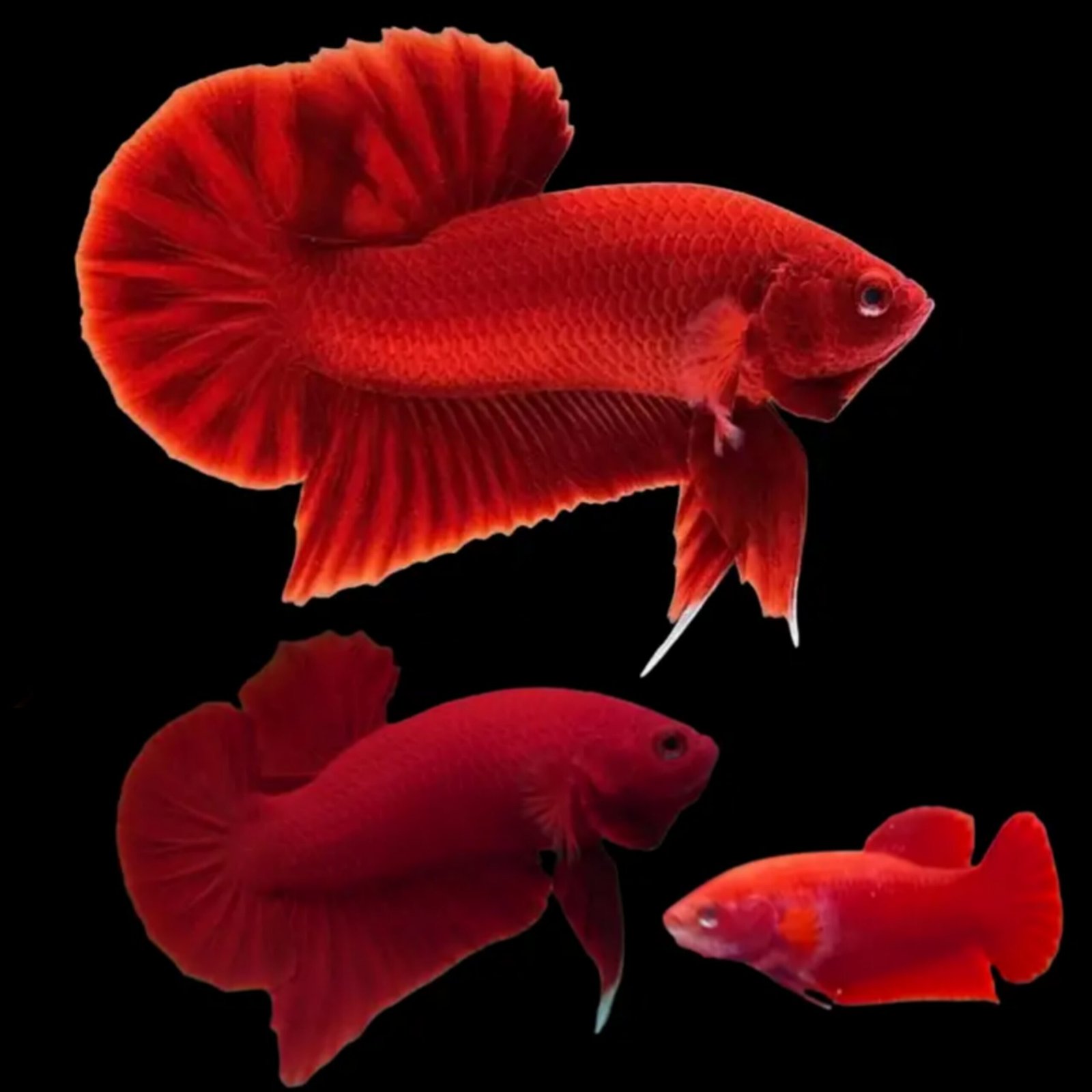 Picsart_25-10-20_16-16-25-990