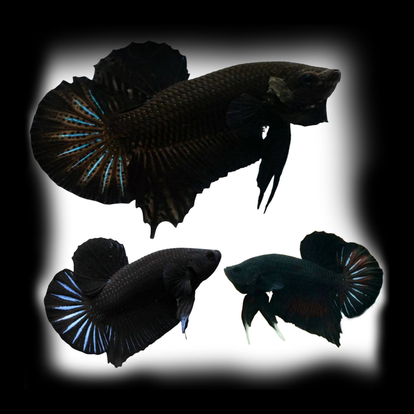 Picsart_25-10-20_16-24-52-625