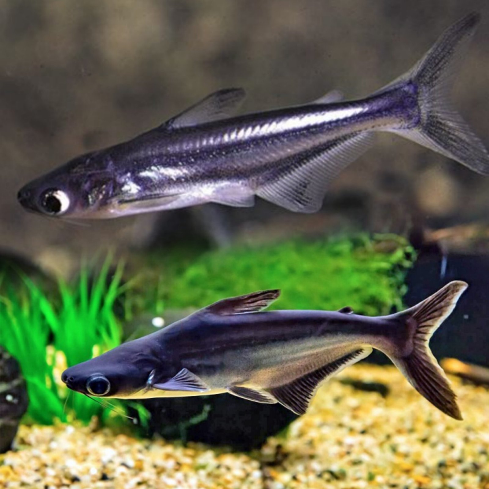 Picsart_25-10-24_14-49-37-204