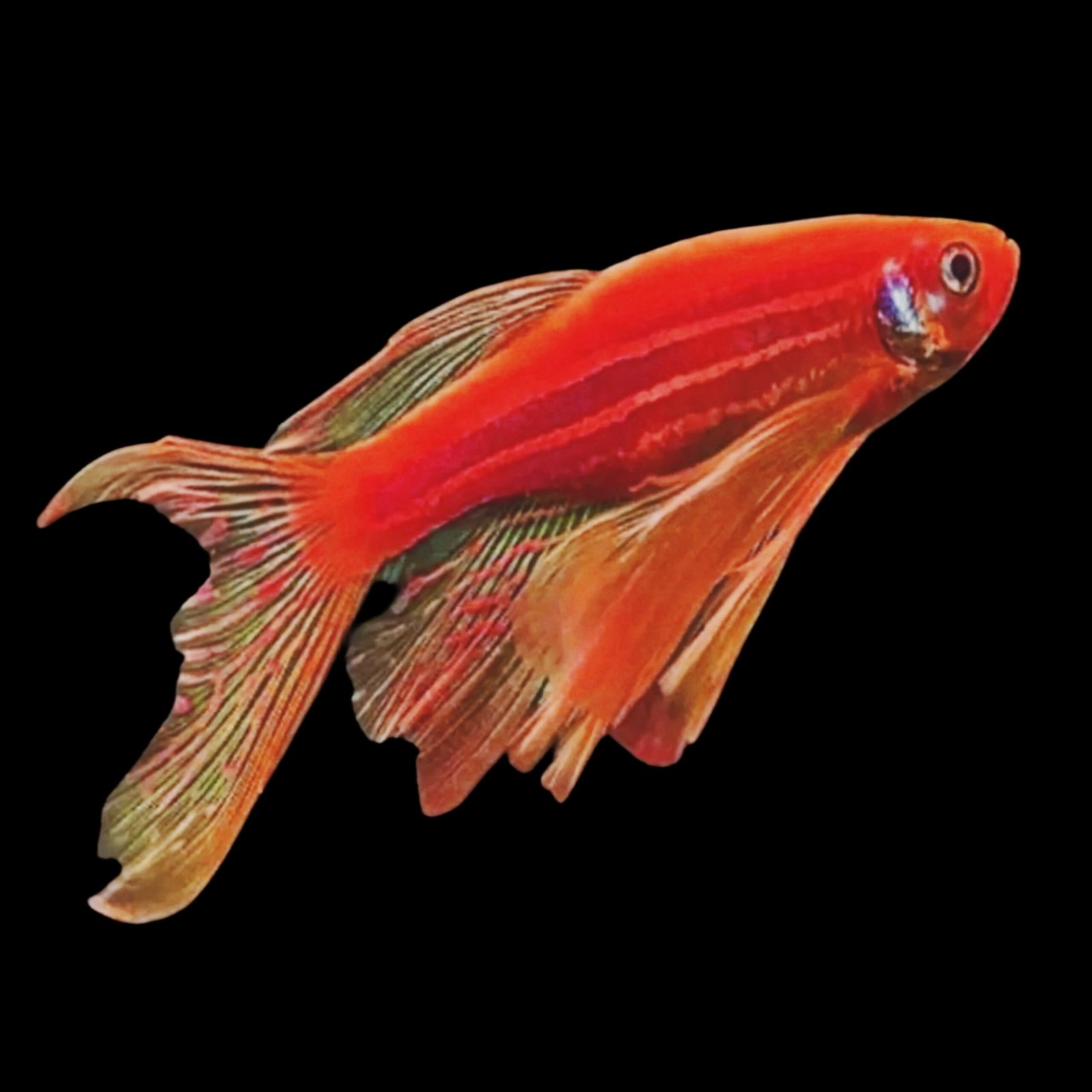 QEE) Veiltail Red Zebra Danio (Danio rerio var. Long Fin) – SNK Aqua Pets |  Live Aquarium Fish Chennai, image size:1600x1600