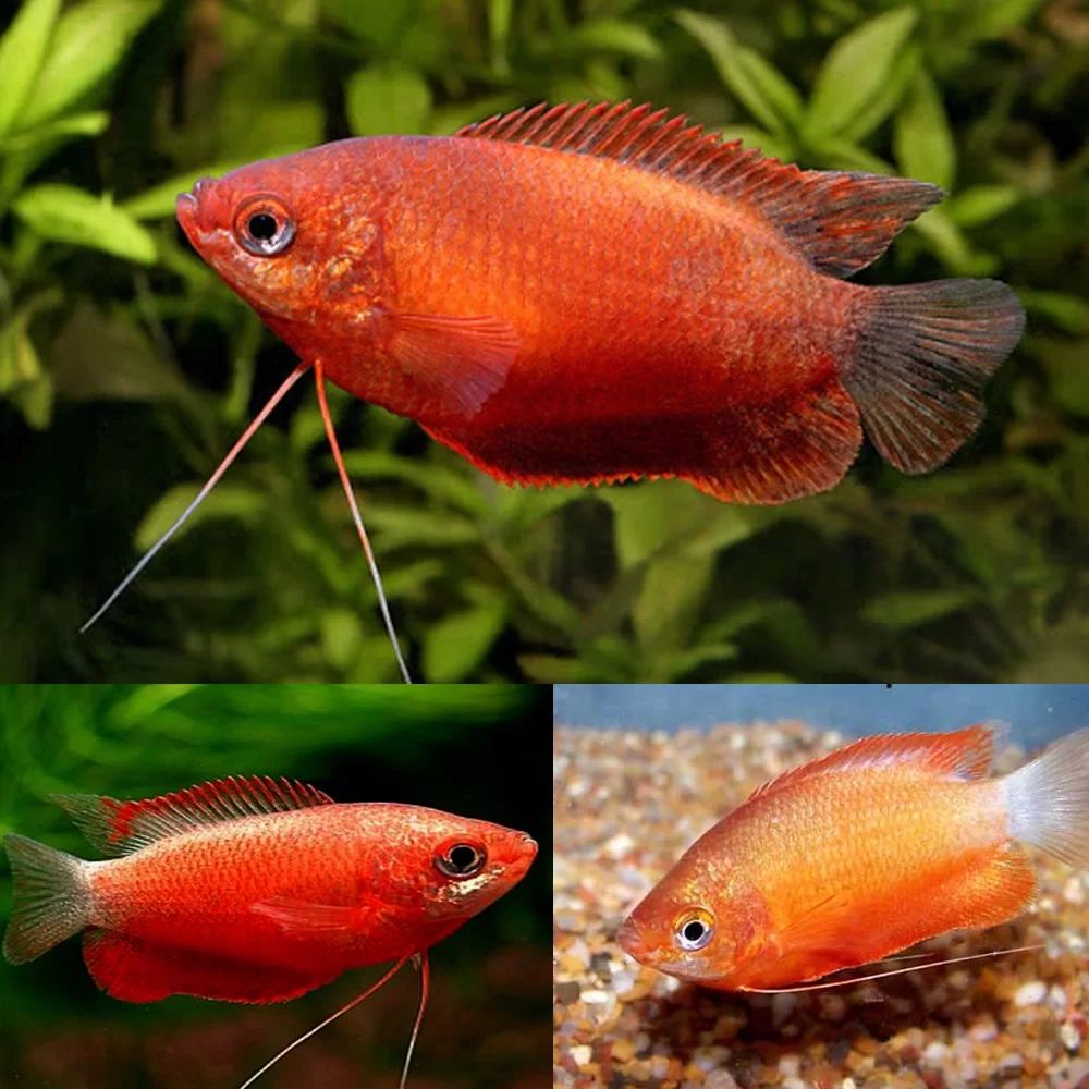 Red-Honey-Gourami (1)